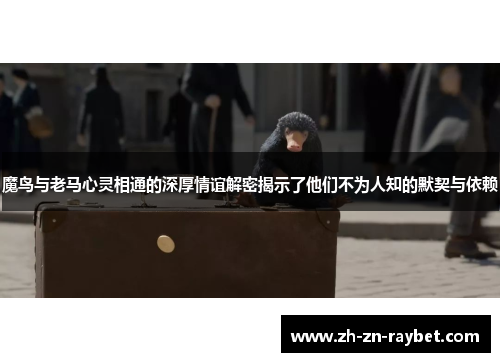 魔鸟与老马心灵相通的深厚情谊解密揭示了他们不为人知的默契与依赖